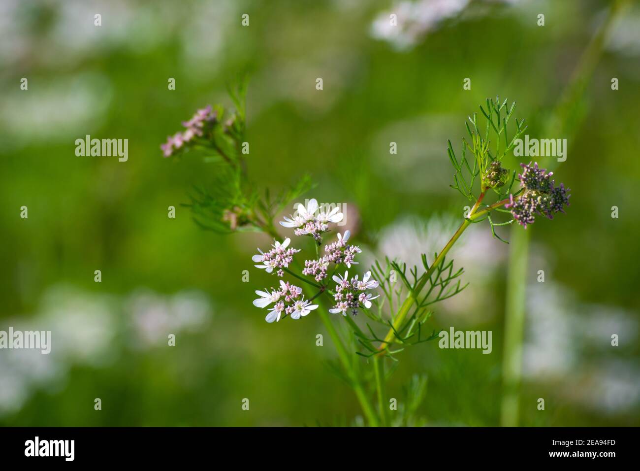 Coriander flowers in the garden Stock Photo Alamy
