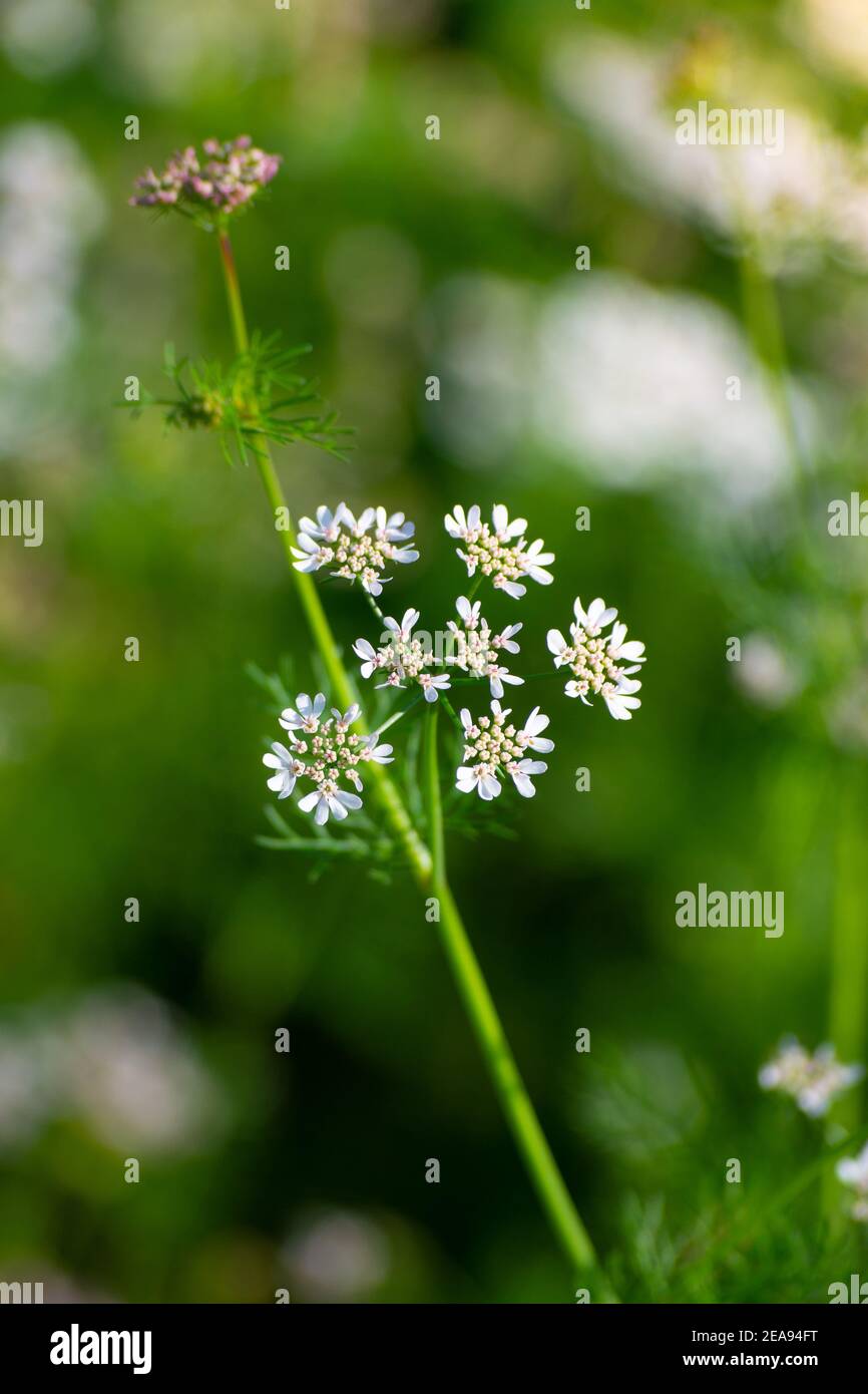 Coriander flowers in the garden Stock Photo Alamy