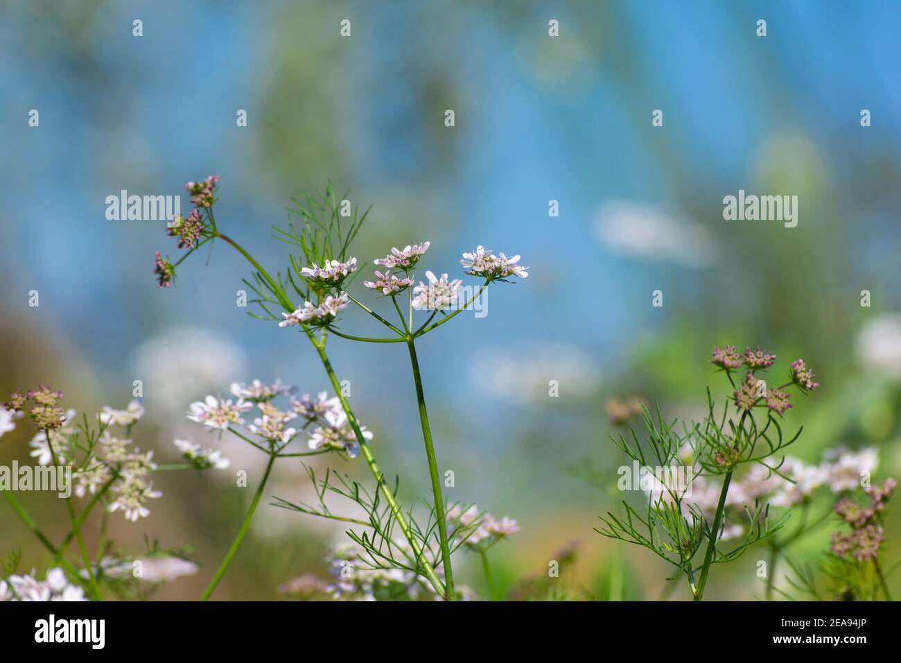 Coriander flowers in the garden Stock Photo Alamy