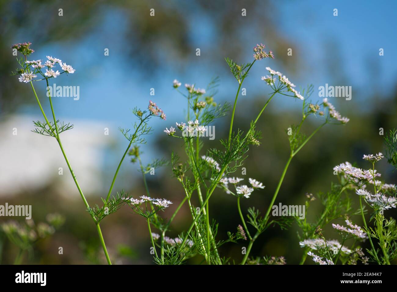 Coriander flowers in the garden Stock Photo Alamy