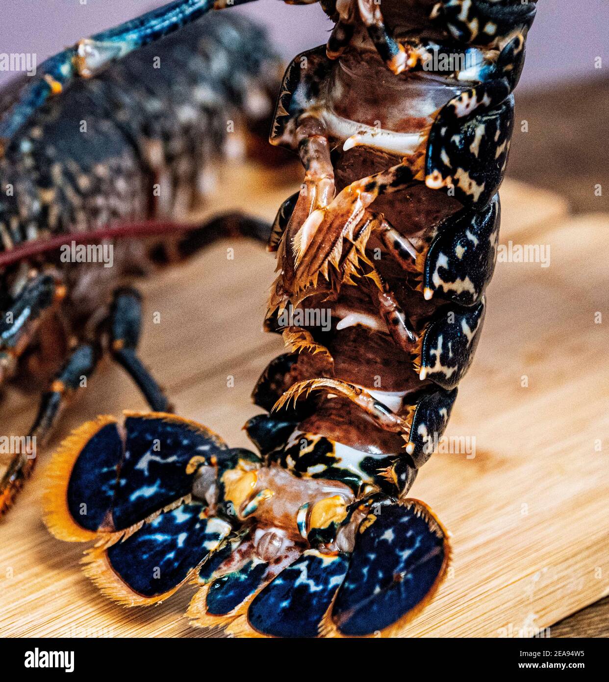 Fresh Lobster   on a  wooden board raw  lobster Stock Photo