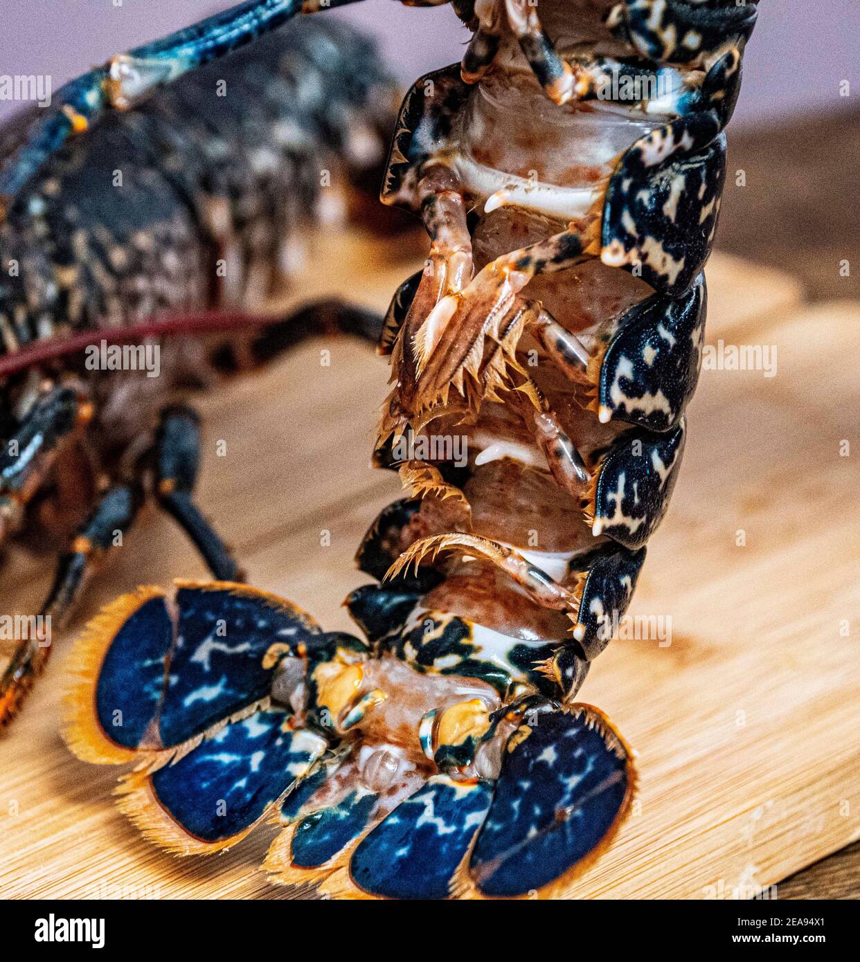 Crayfish trap hi-res stock photography and images - Page 2 - Alamy