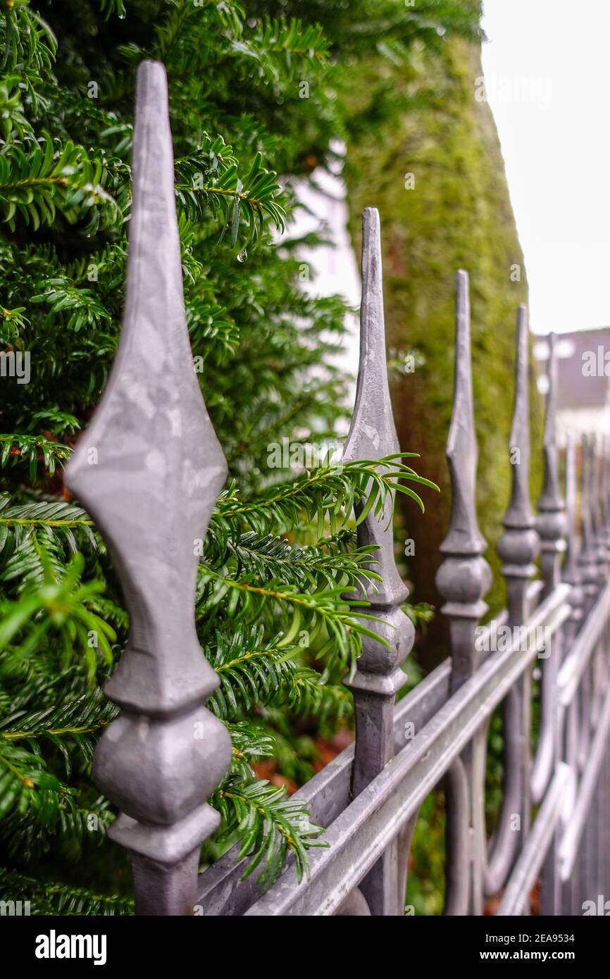 Selective focus vertical shot of a wrought iron fence with lush summer ...
