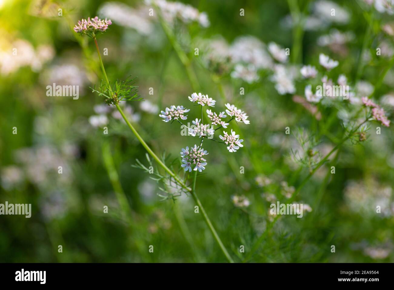 Coriander flowers in the garden Stock Photo Alamy