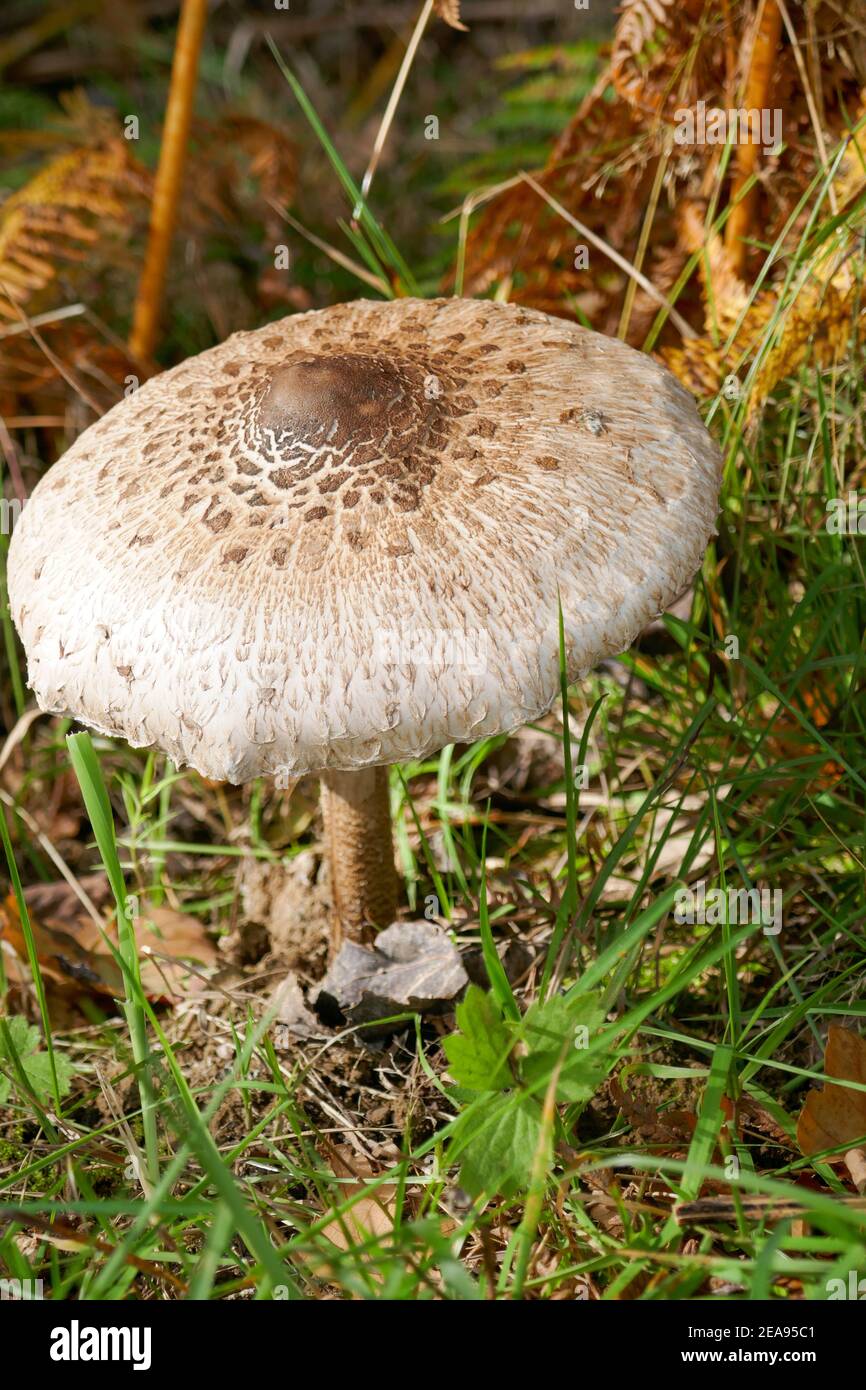 parasol mushroom Stock Photo