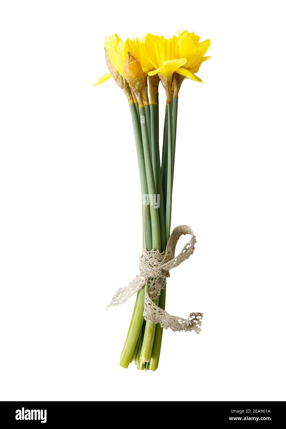 Daffodil, March birth flower. Birth month yellow daffodil flower photo. Birthday flower clipart