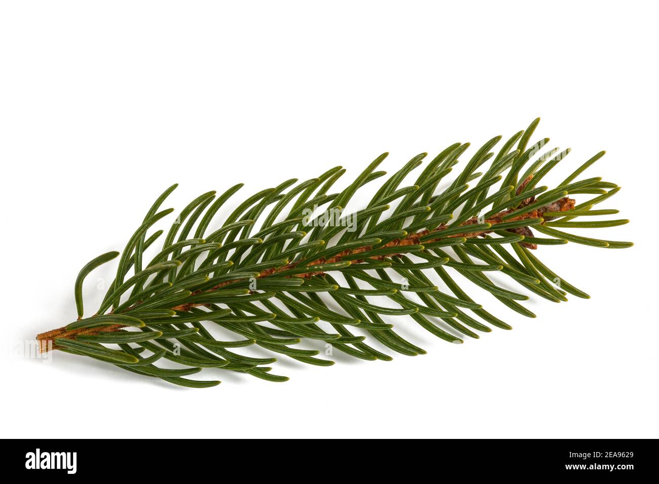 Spruce branch   isolated on white background Stock Photo
