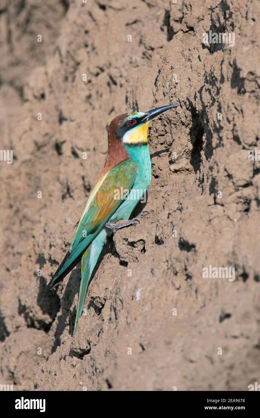 European bee-eater (Merops apiaster) at entrance of nest made in steep sandy bank on shore of river in spring Stock Photo