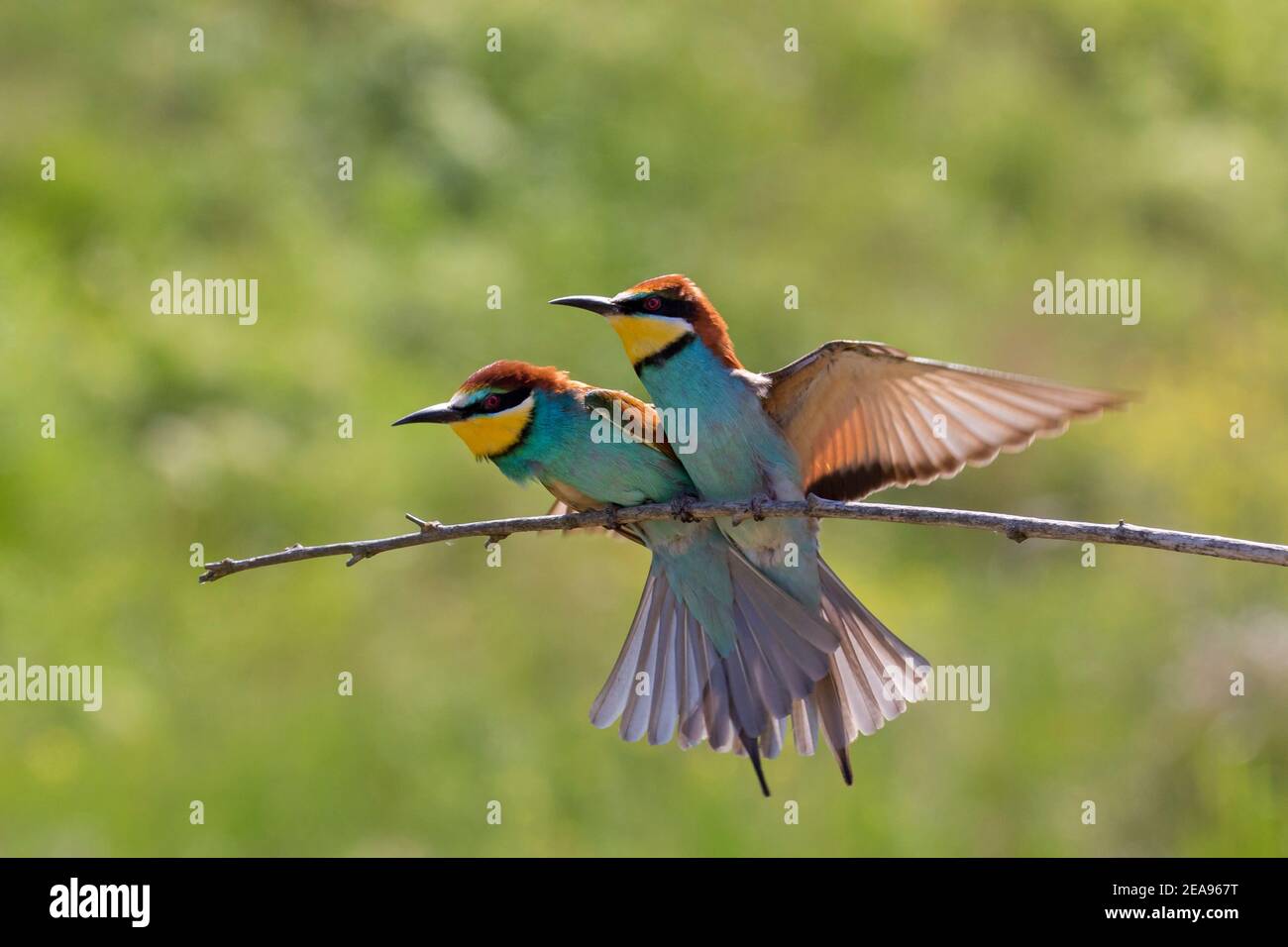 European bee-eater (Merops apiaster) pair displaying on branch Stock Photo