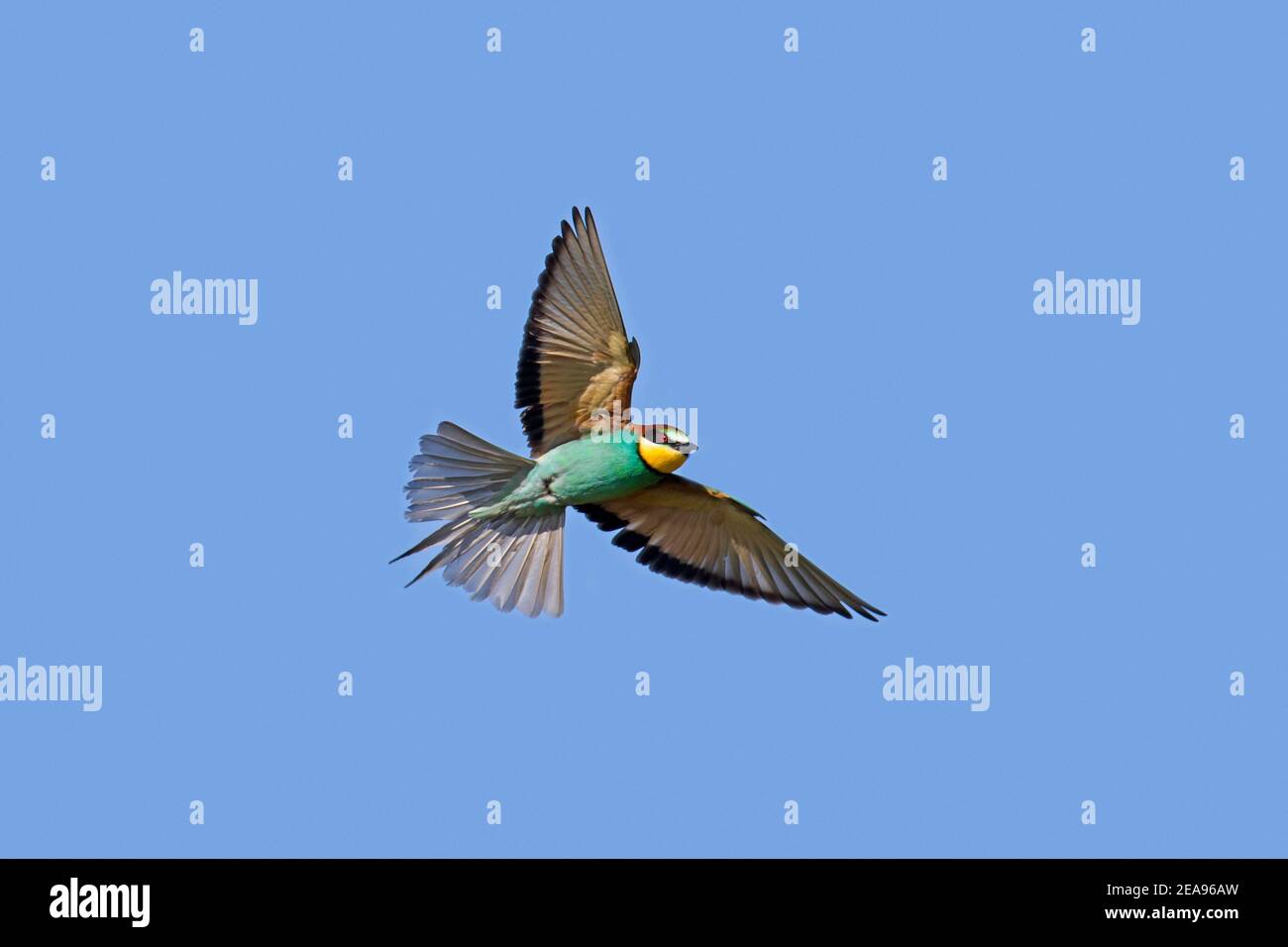 European bee-eater (Merops apiaster) in flight against blue sky Stock Photo