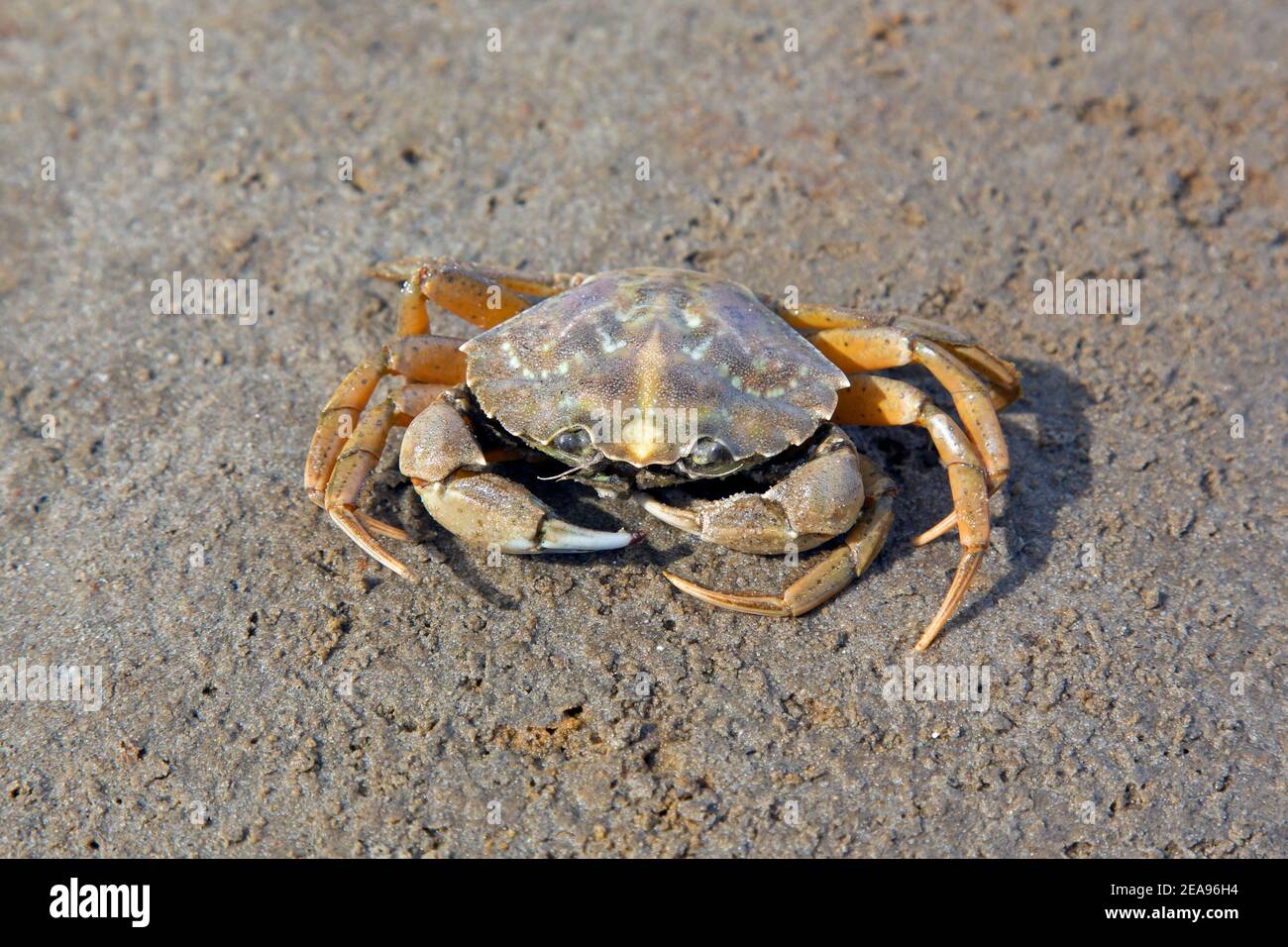 Green shore crab / European green crab (Carcinus maenas), common littoral crab native to the