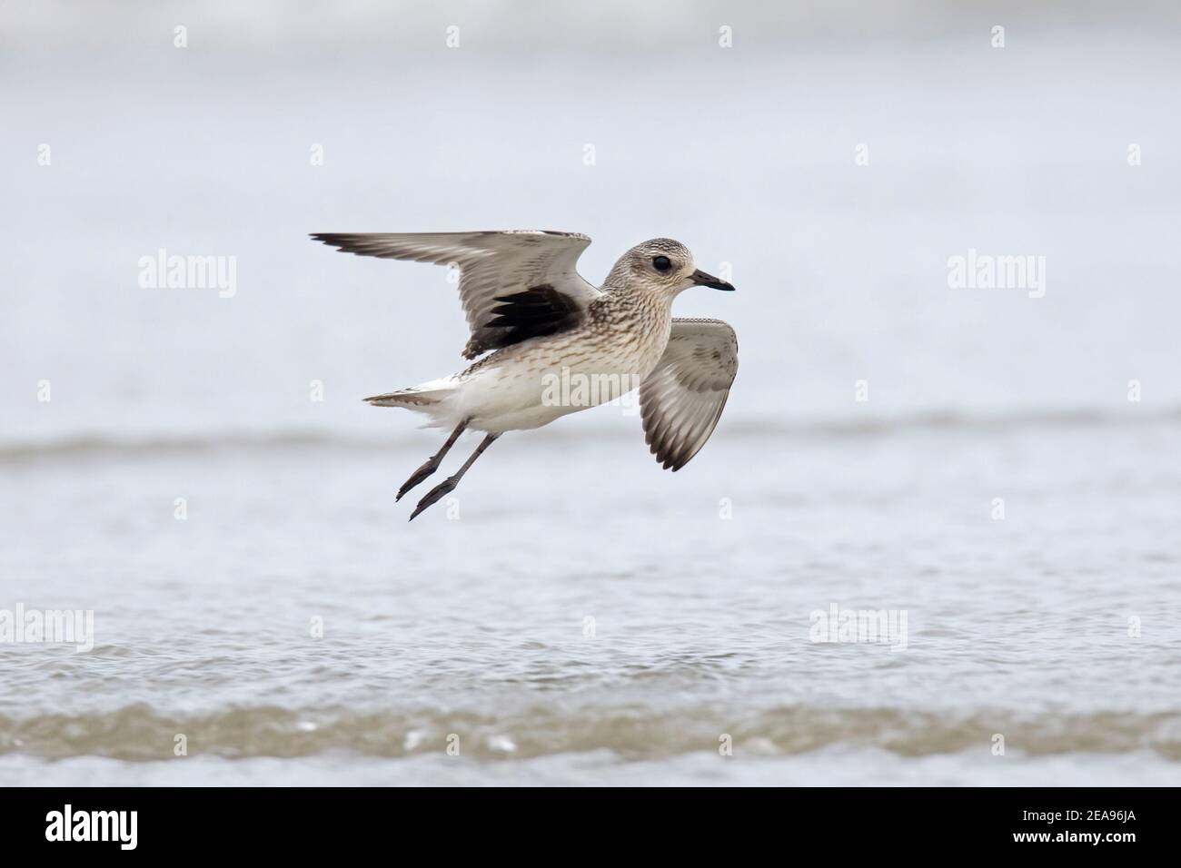 Grey plover / black-bellied plover (Pluvialis squatarola) in non-breeding plumage landing on beach in autumn Stock Photo