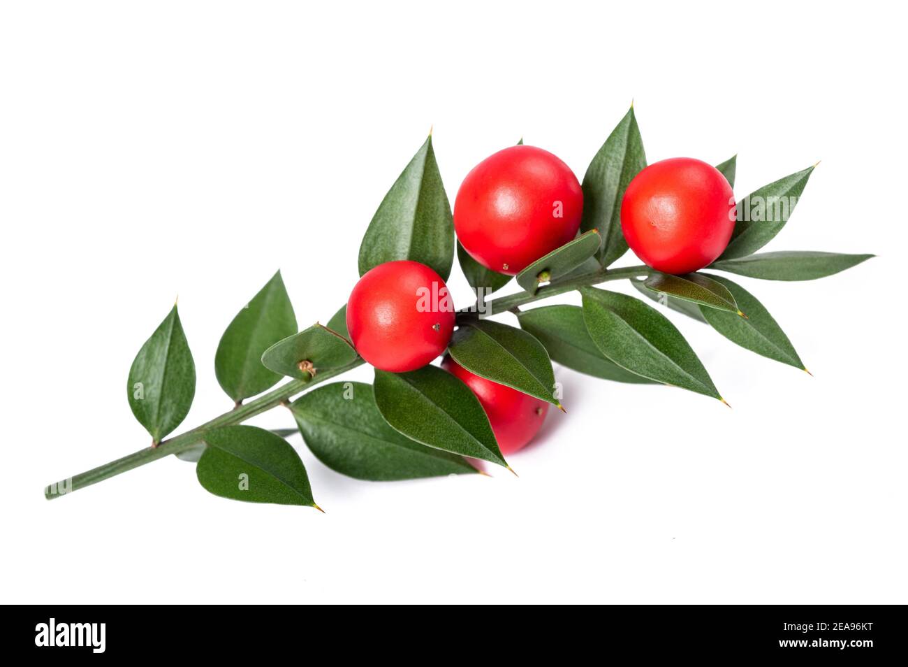 Butcher's broom with berries isolated on white background Stock Photo