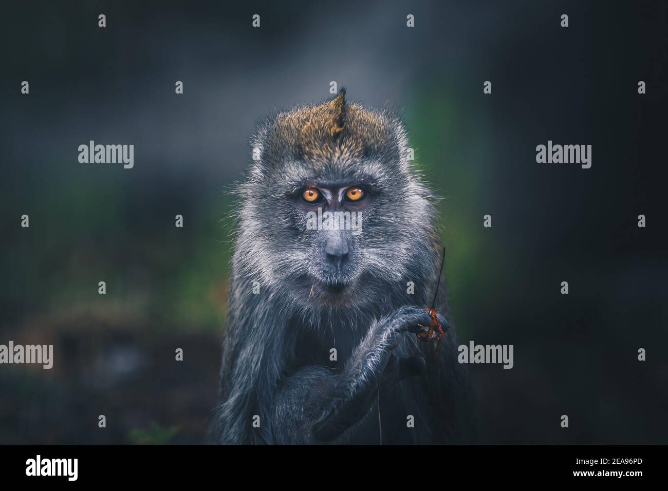 A threatening-looking monkey protecting its leaf in a wildlife park near Freiburg Stock Photo