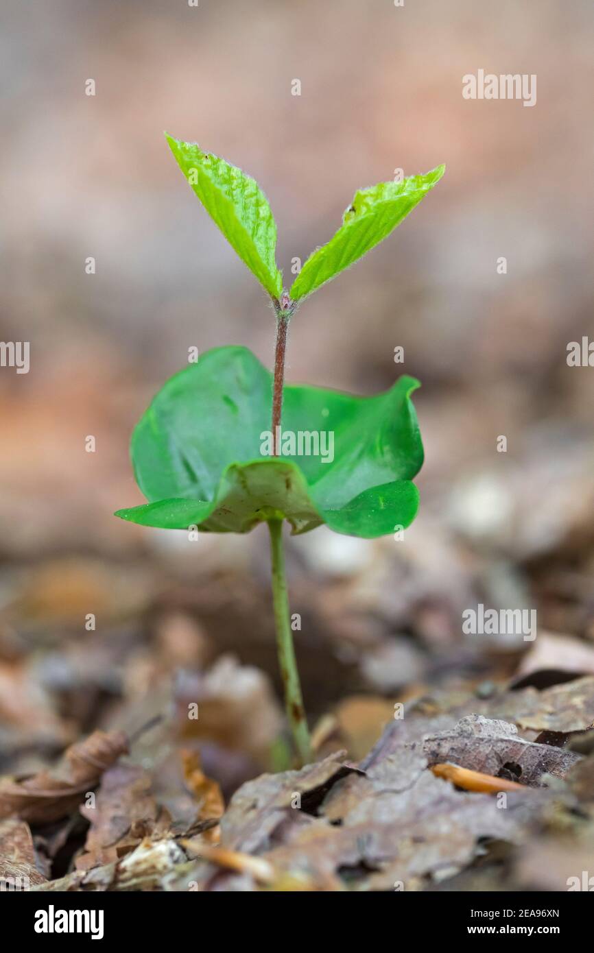 Beech tree seed hires stock photography and images Alamy