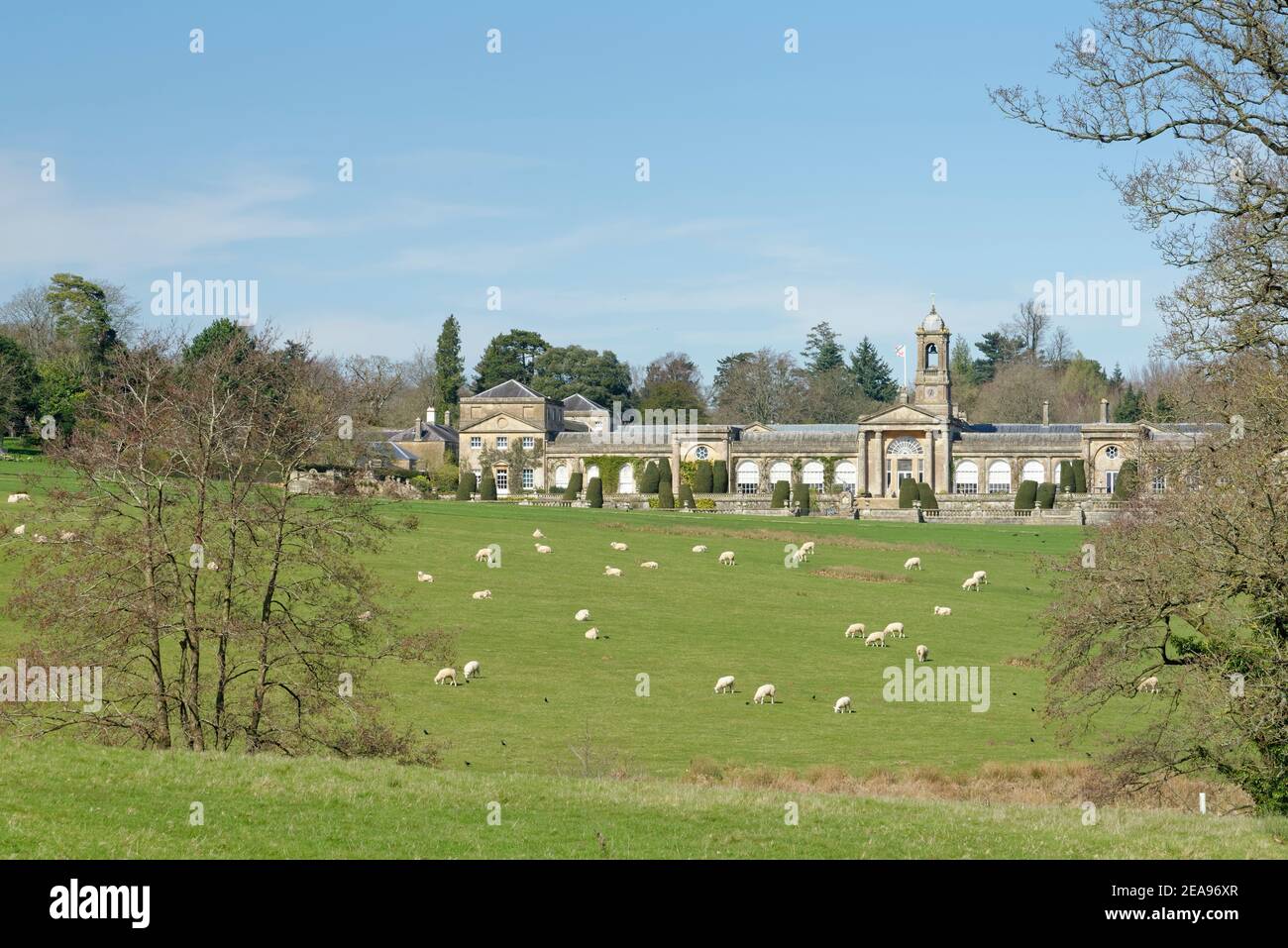 Bowood House and Park, landscaped by Capability Brown, with grazing Domestic sheep (Ovis aries) in the foreground, Derry Hill, Wiltshire, UK. Stock Photo