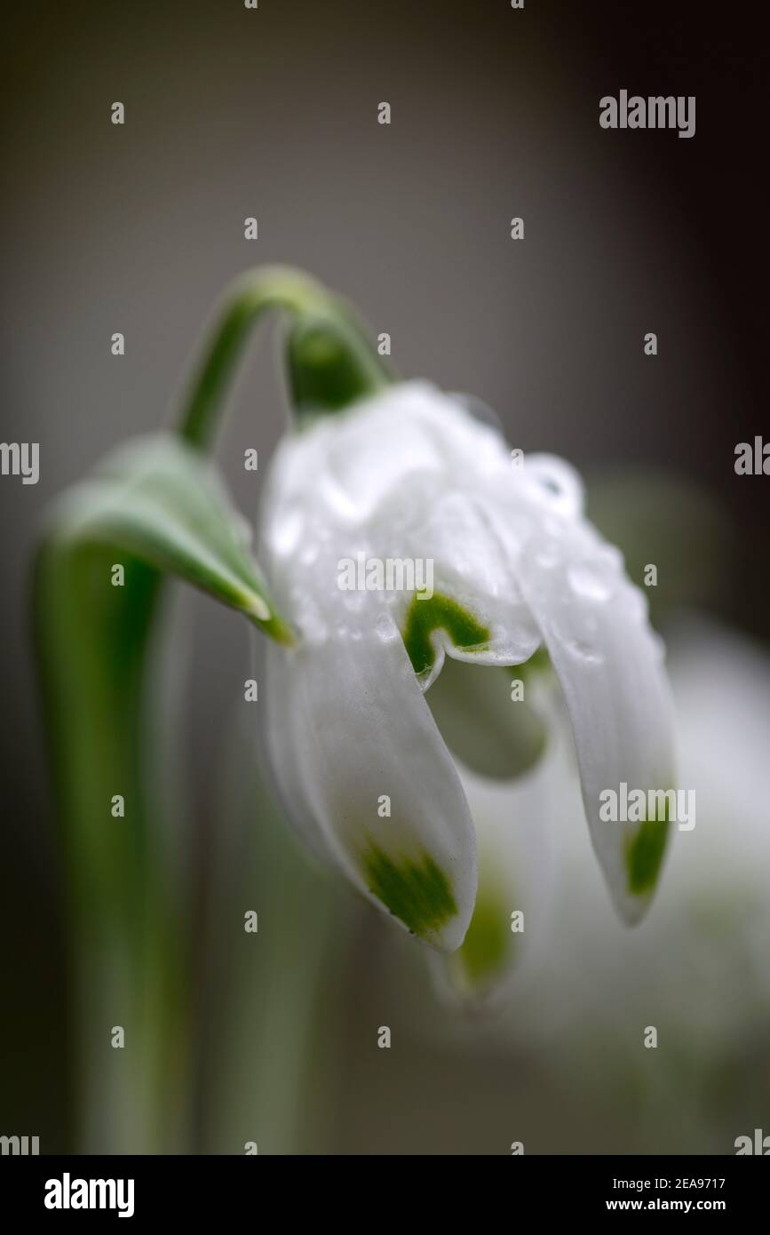 Galanthus nivalis f pleniflorus Pusey Green Tips,Galanthus nivalis Pusey Green Tips,virescent double snowdrops,virescent double,snowdrop,snowdrops,spr Stock Photo