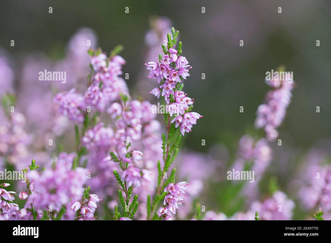 Heather growing pn Harbottle Moor in the Coquet Valley, Northumberland National Park, England Stock Photo