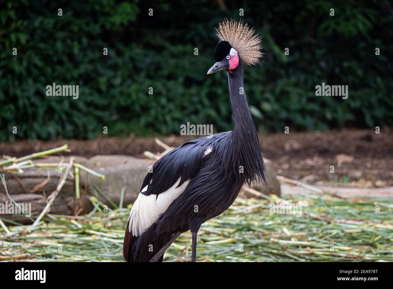 Black crowned crane Stock Photo - Alamy
