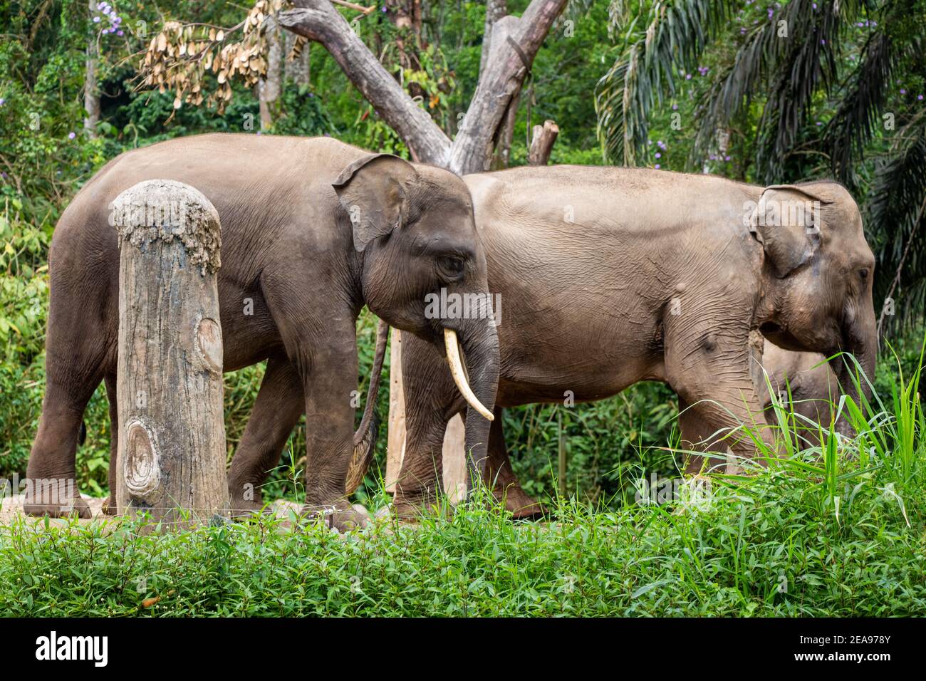 A herd of sumatran elephants at Taman Safari Park, Indonesia Stock