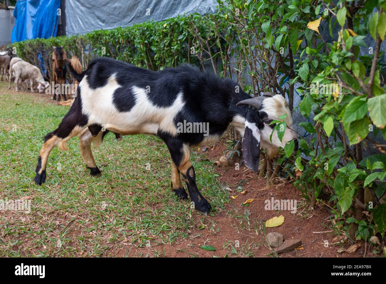 Domba High Resolution Stock Photography And Images Alamy