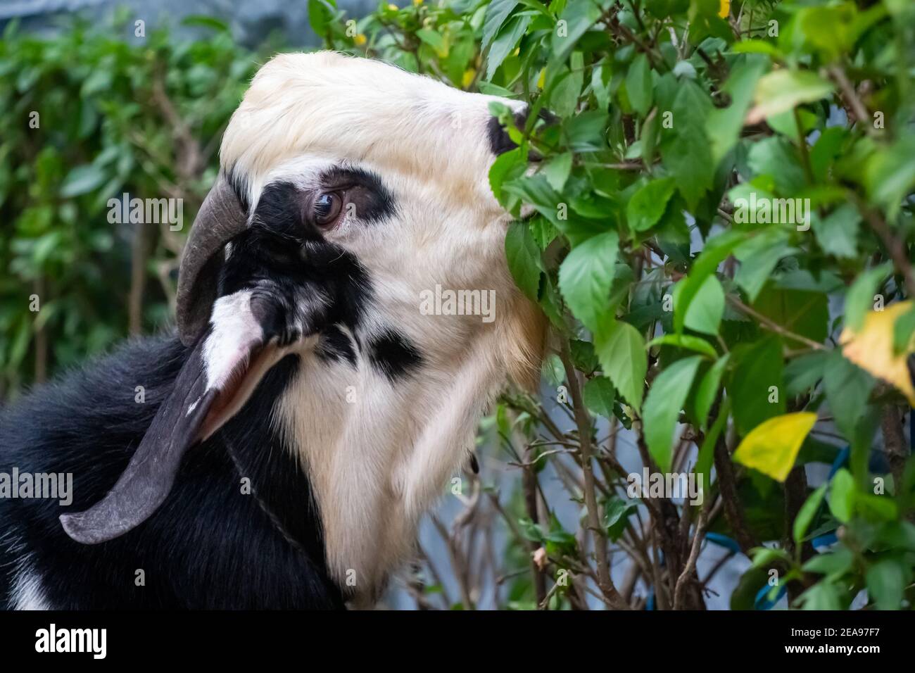 Domba High Resolution Stock Photography And Images Alamy