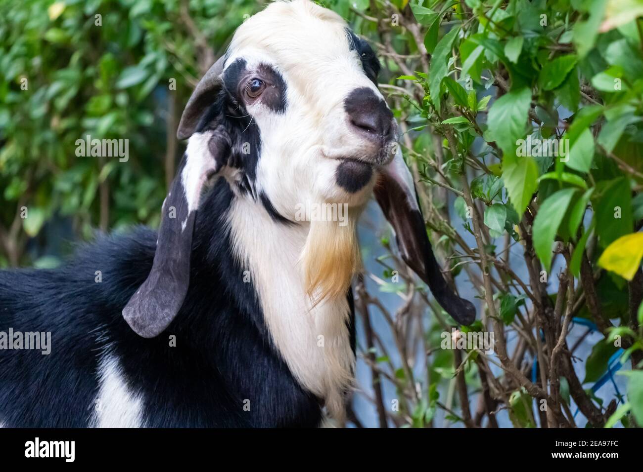 Domba High Resolution Stock Photography And Images Alamy