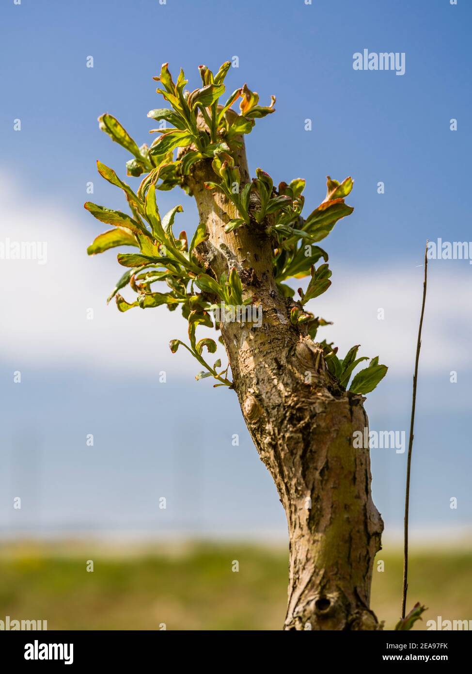 Sprouting tree shoots in spring Stock Photo