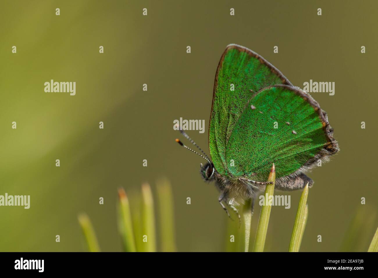 Macro shot of Green hairstreak (Callophrys rubi) butterfly perched on pine needle. Isolated Stock Photo