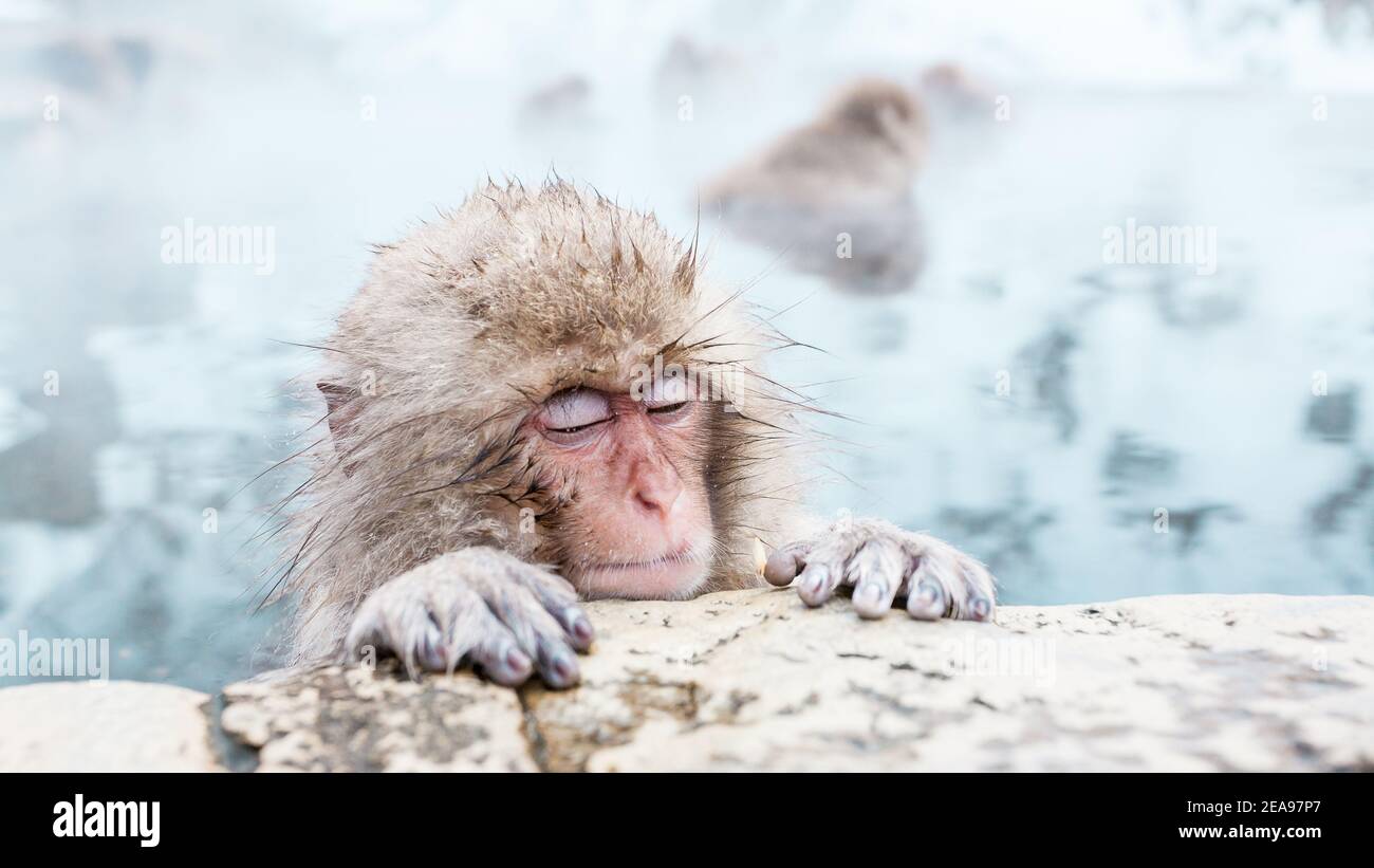 Portrait of Snow monkey sitting in a hot spring, Japan. Stock Photo