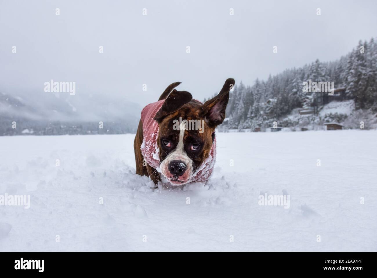 Dog playing in the snow Stock Photo - Alamy