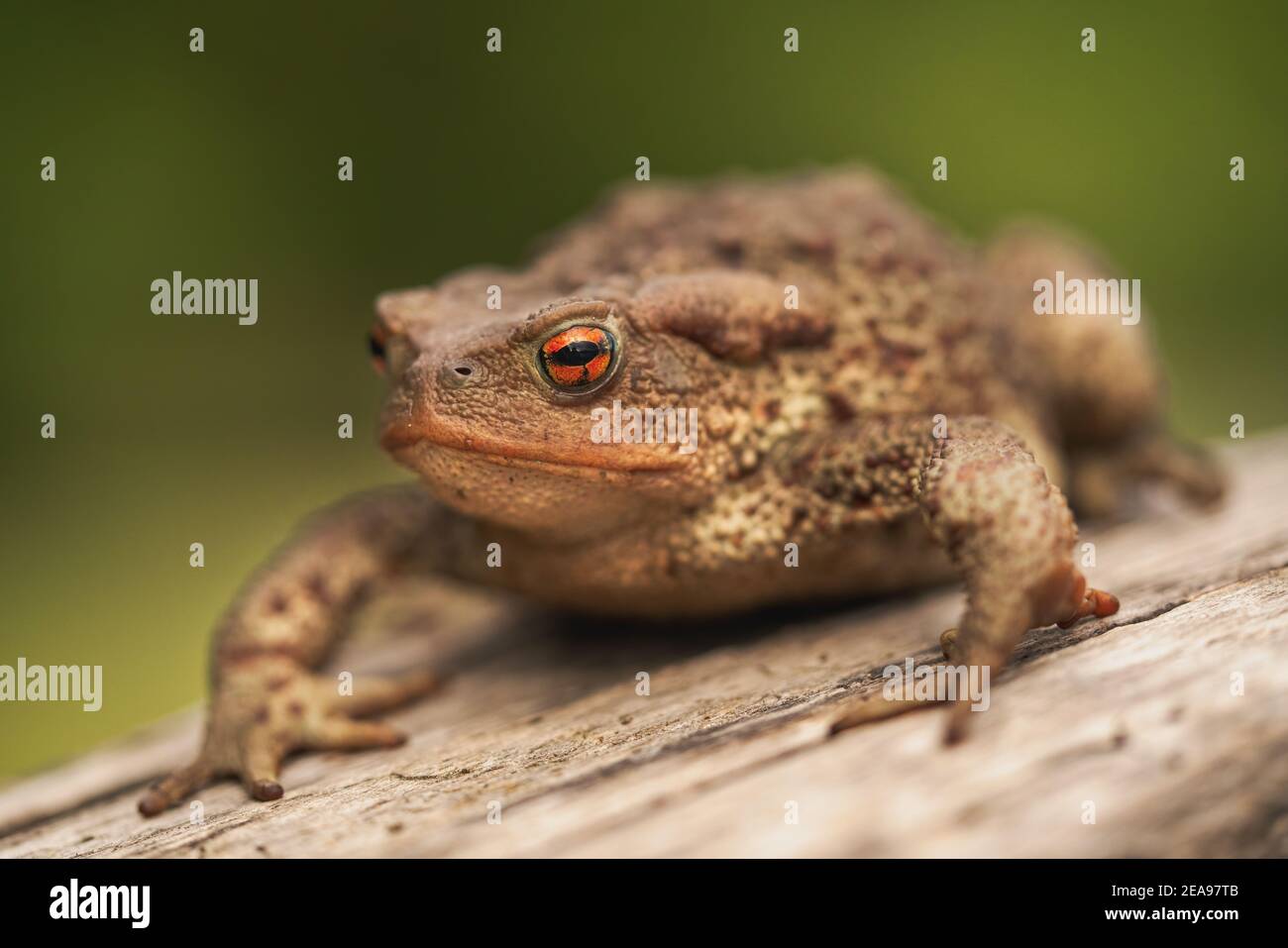 Side close up shot of European toad (Bufo bufo) sitting on a tree log isolated on bright green background Stock Photo