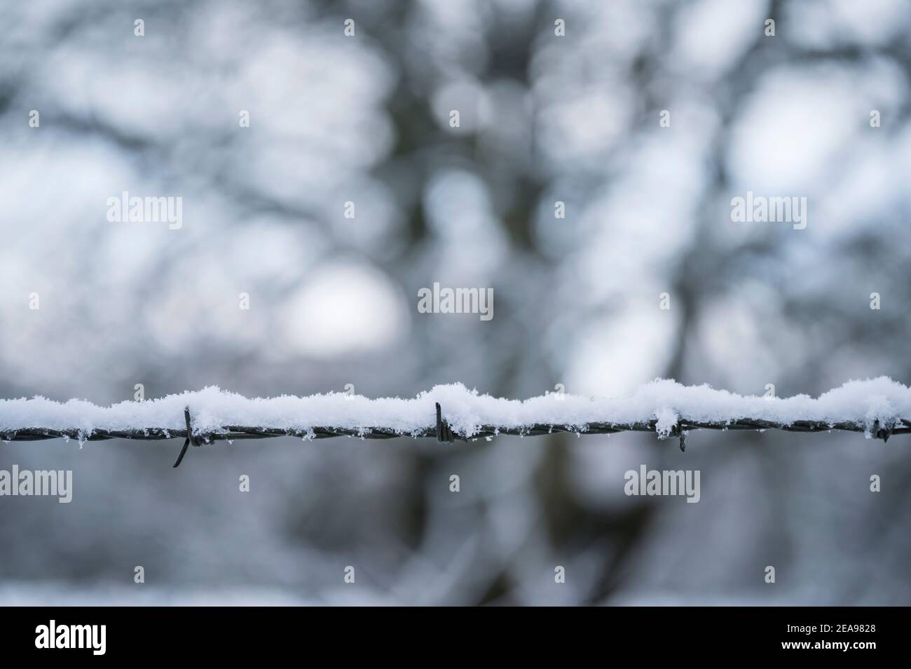 Snow on barbed wire bordering a farm field, Hexham, Northumberland, England Stock Photo