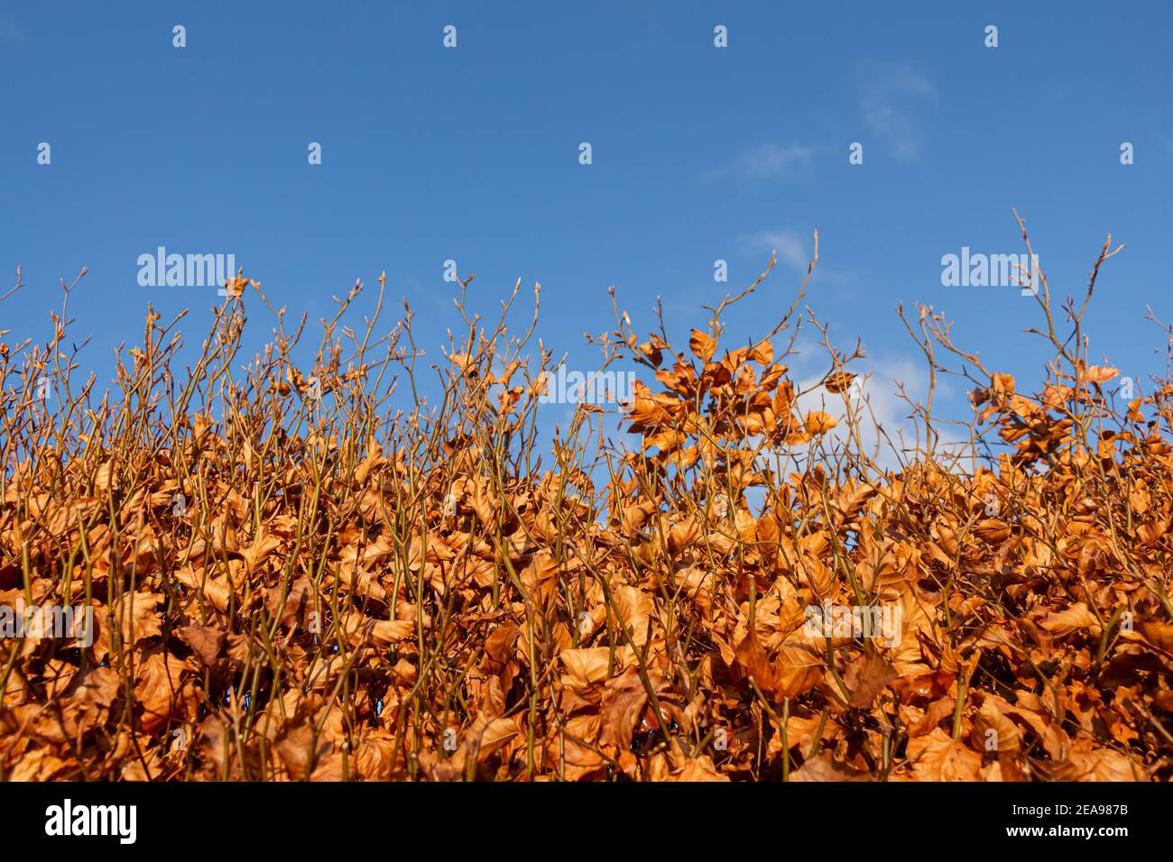 A beech hedge in fall or autumn colours contrasting with a bright blue sky Stock Photo