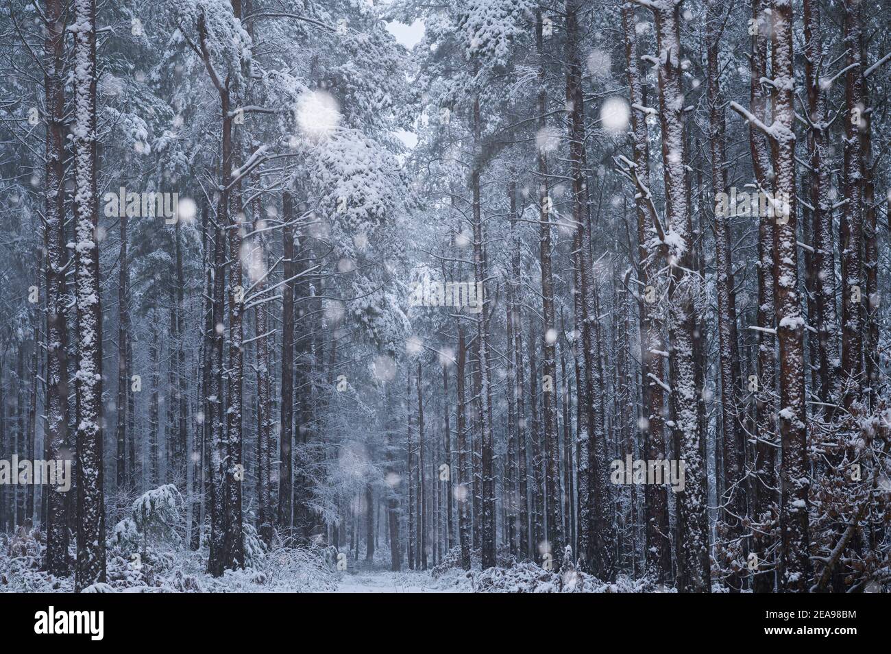 Confiers in Swallowship Wood under snowfall, Hexham, Northumberland