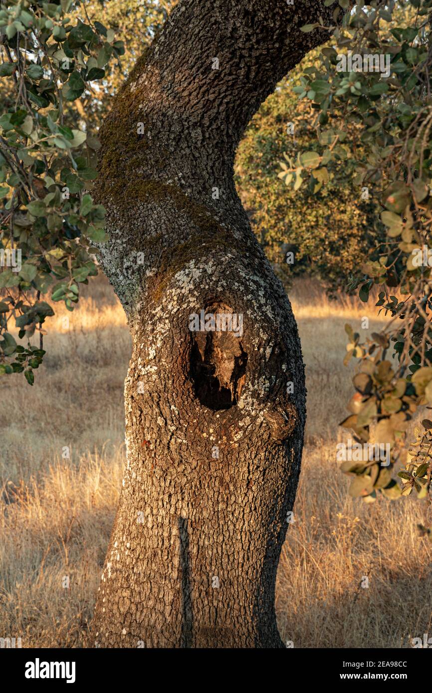 A tree trunk with a deep cleft Stock Photo
