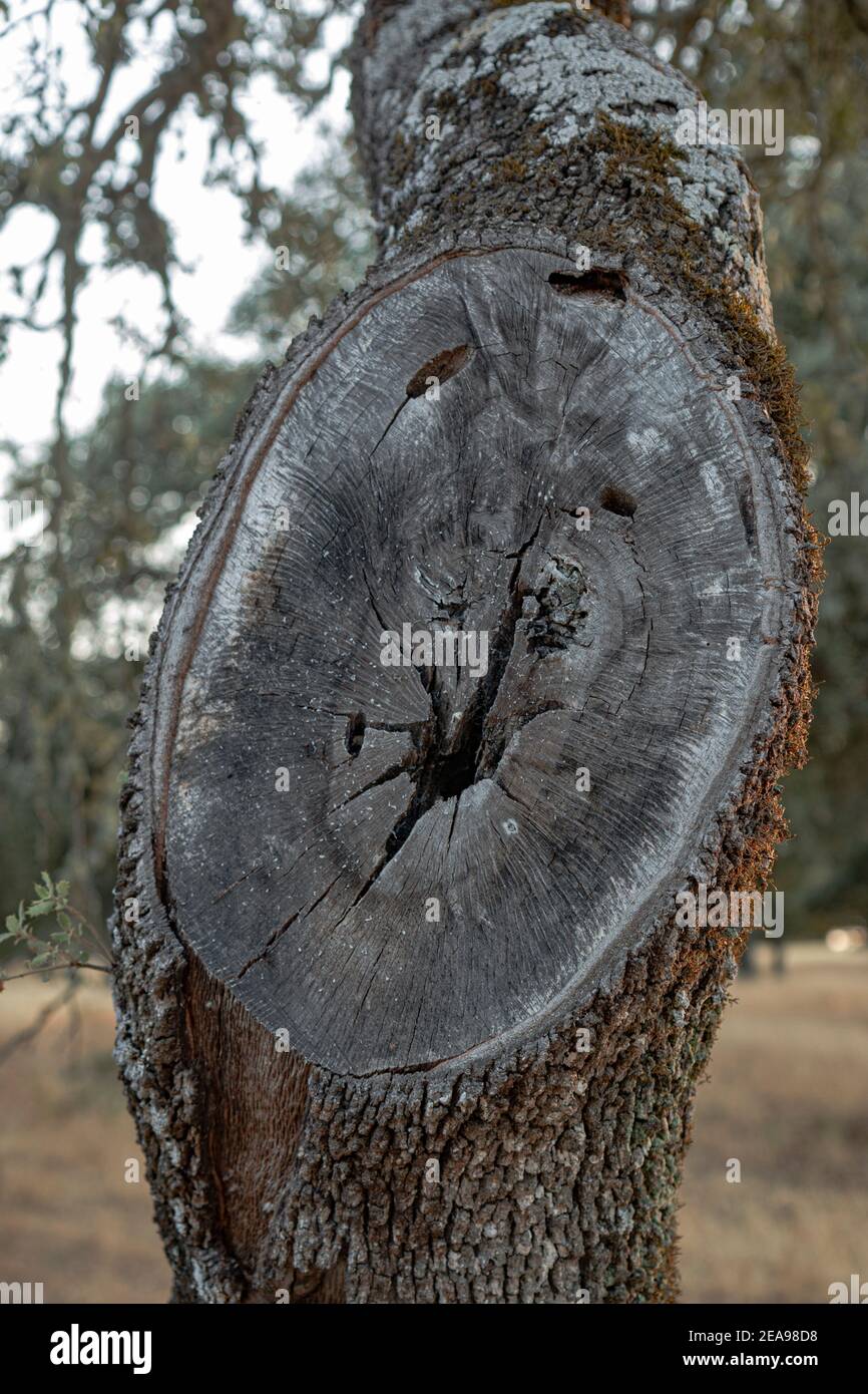 A tree trunk with a deep cleft Stock Photo
