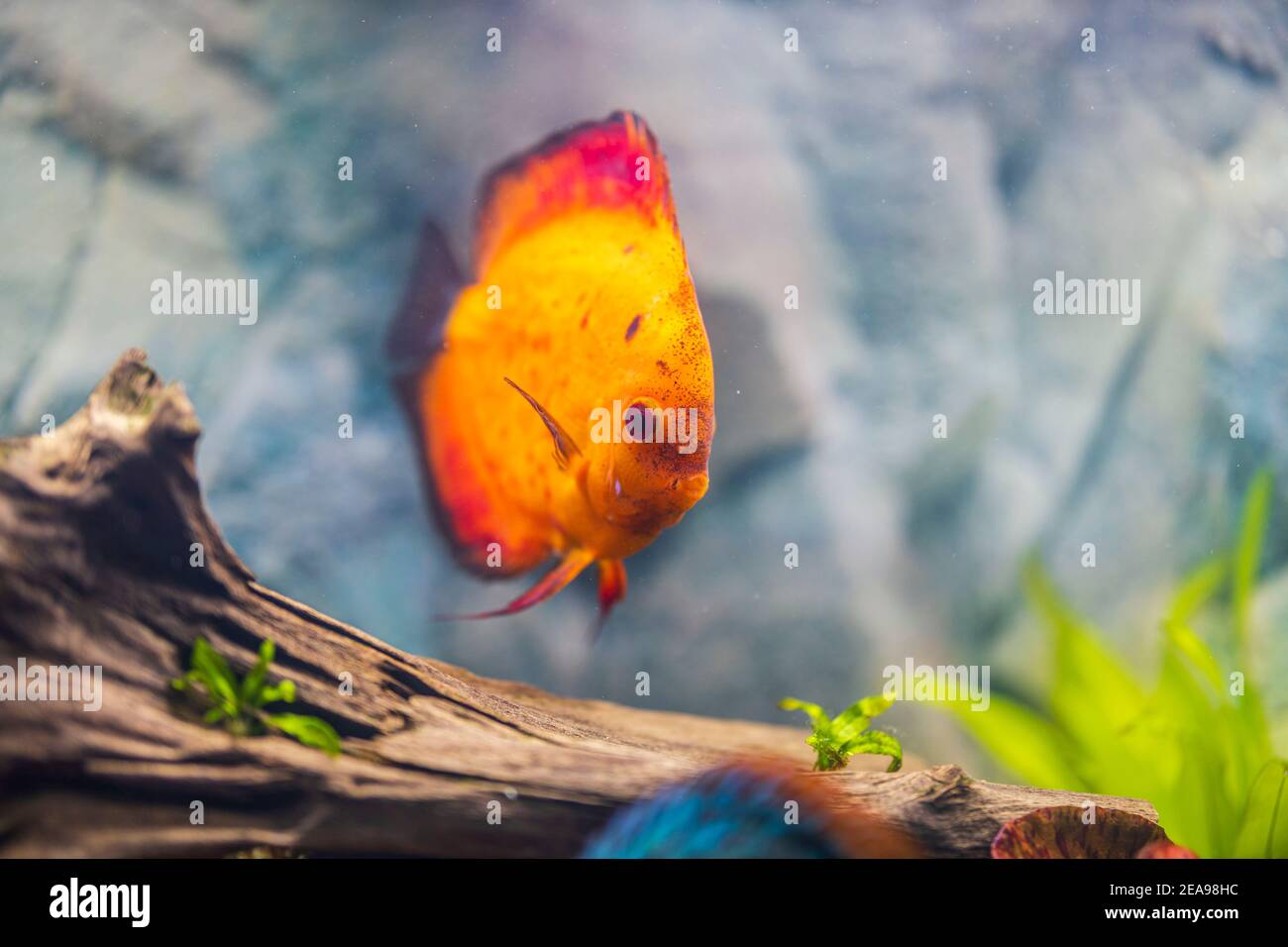 Close up view of gorgeous red melon discus aquarium fish isolated on blue background. Hobby concept. Stock Photo