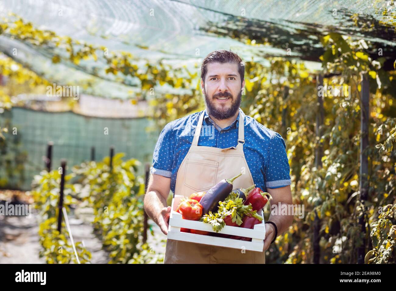 Man harvesting fresh vegetables from his bio greenhouse farm Stock Photo