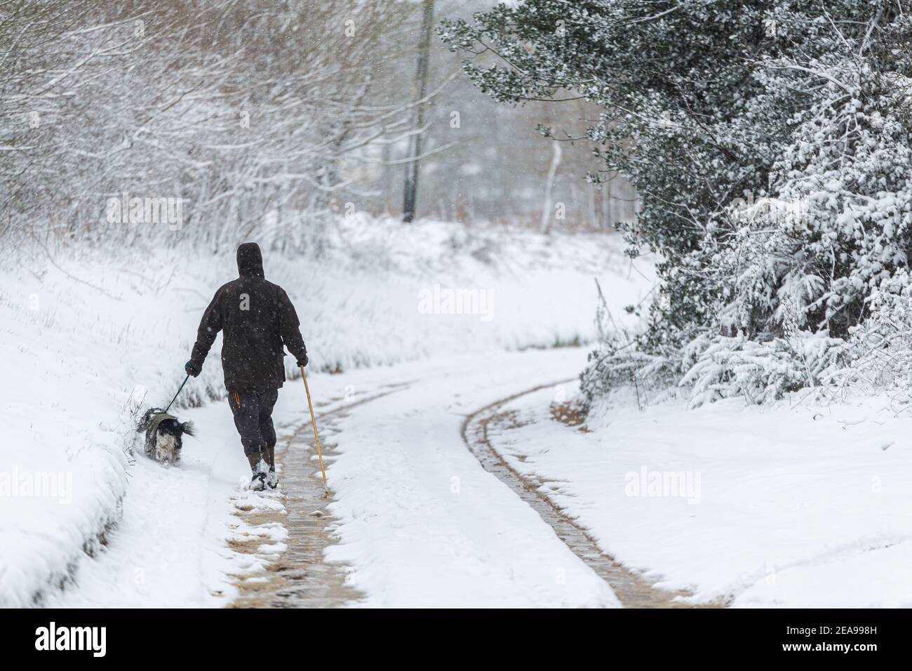A man walks his dog during a snowstorm blizzard. Beast from the east 2021. Extreme weather Stock Photo