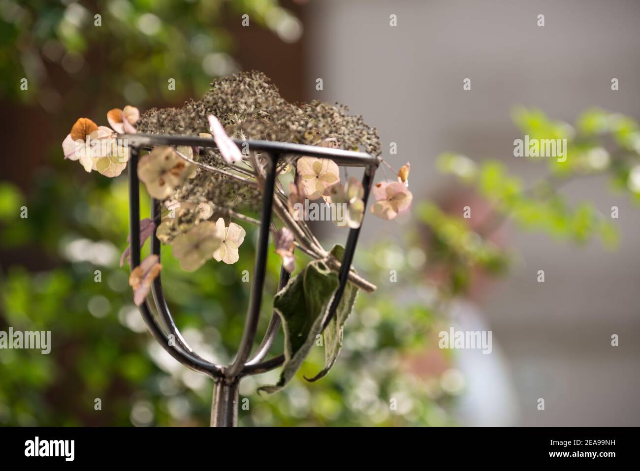 Flowers, blurring, blossoms, faded Stock Photo