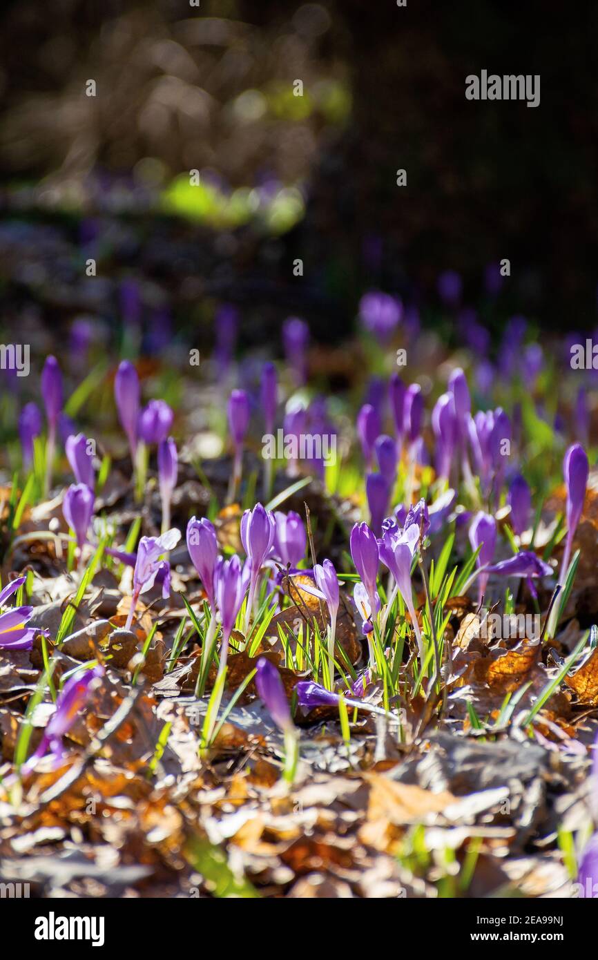 purple crocus flower blooming. beautiful nature scenery in the park. sunny weather. close up shot with shallow depth of field Stock Photo