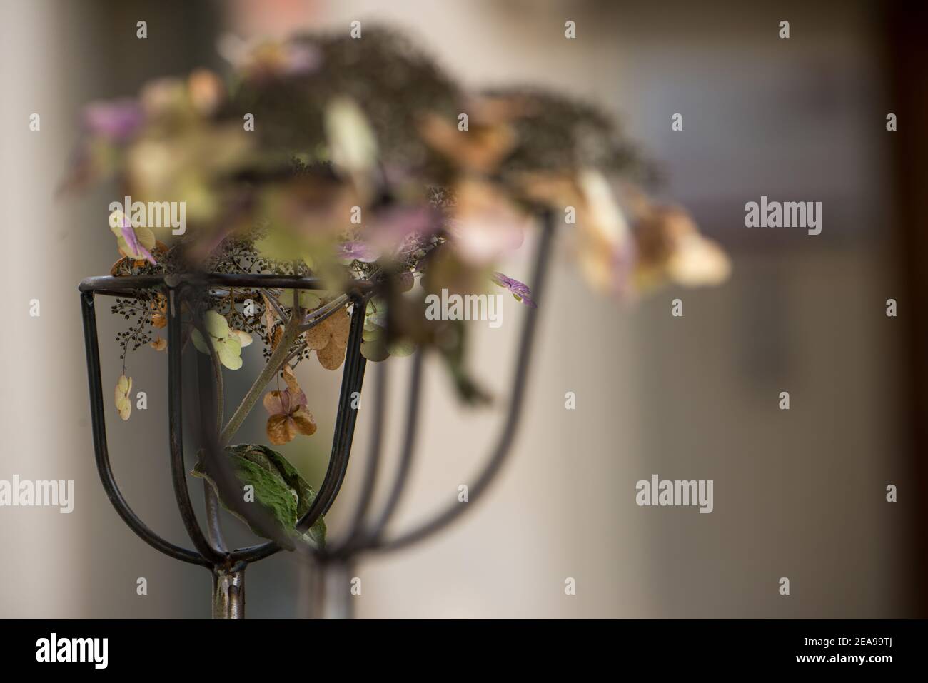 Flowers, blurring, blossoms, faded Stock Photo