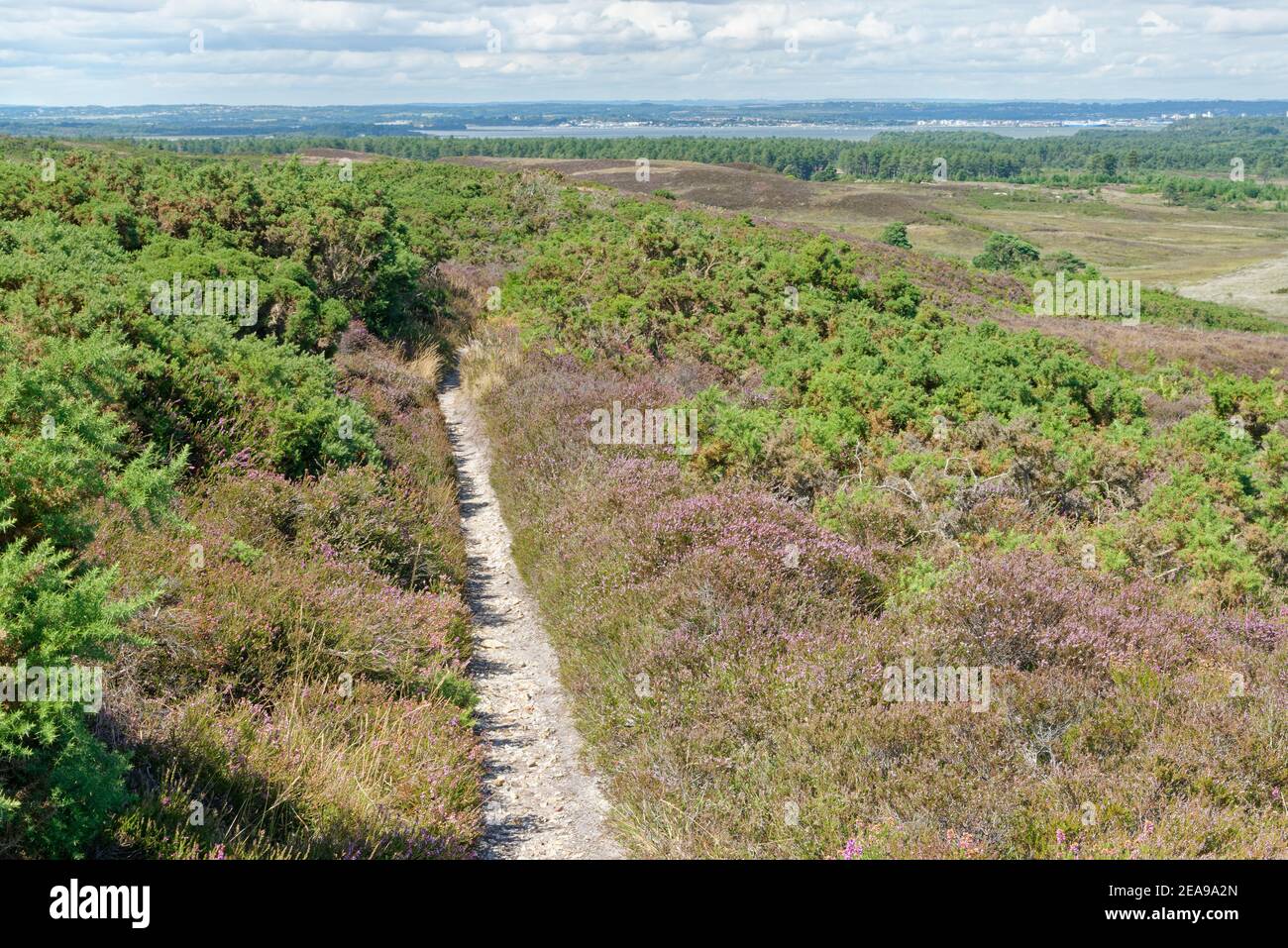 Footpath through Godlingston Heath with Poole Harbour in the background, Dorset, UK, August 2020. Stock Photo
