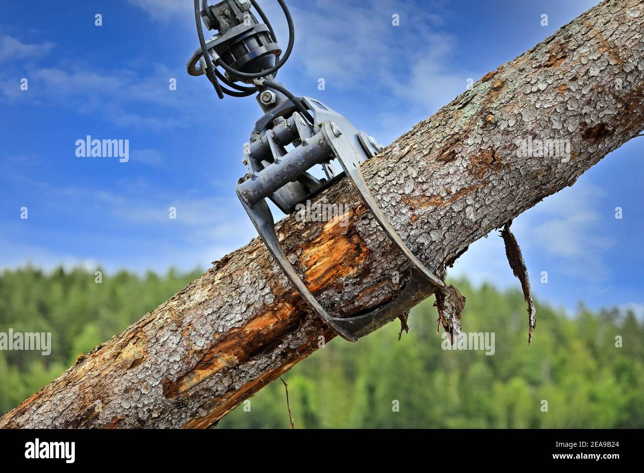 Log loader grapple attachment loads wooden logs at a work site, detail, blue sky and forest background. Stock Photo