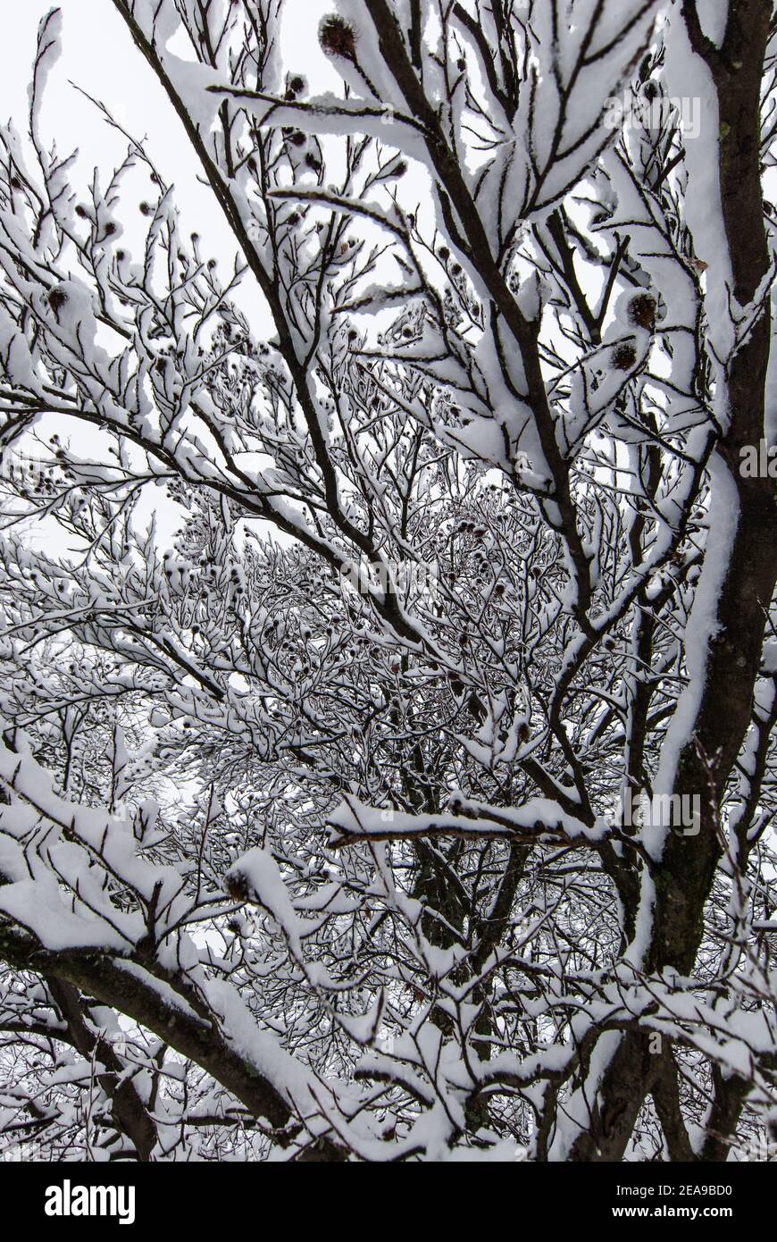 Treetop branches covered in hi-res stock photography and images - Alamy