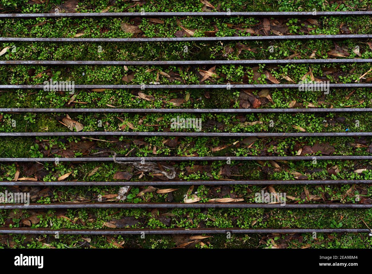 Green weeds growing through metal frame footpath summer autumn spring concept nature with copy space for text Stock Photo