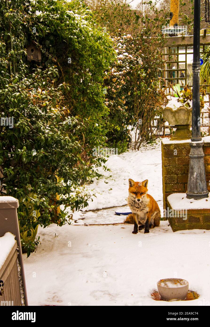 An urban fox in snow covered garden. Stock Photo