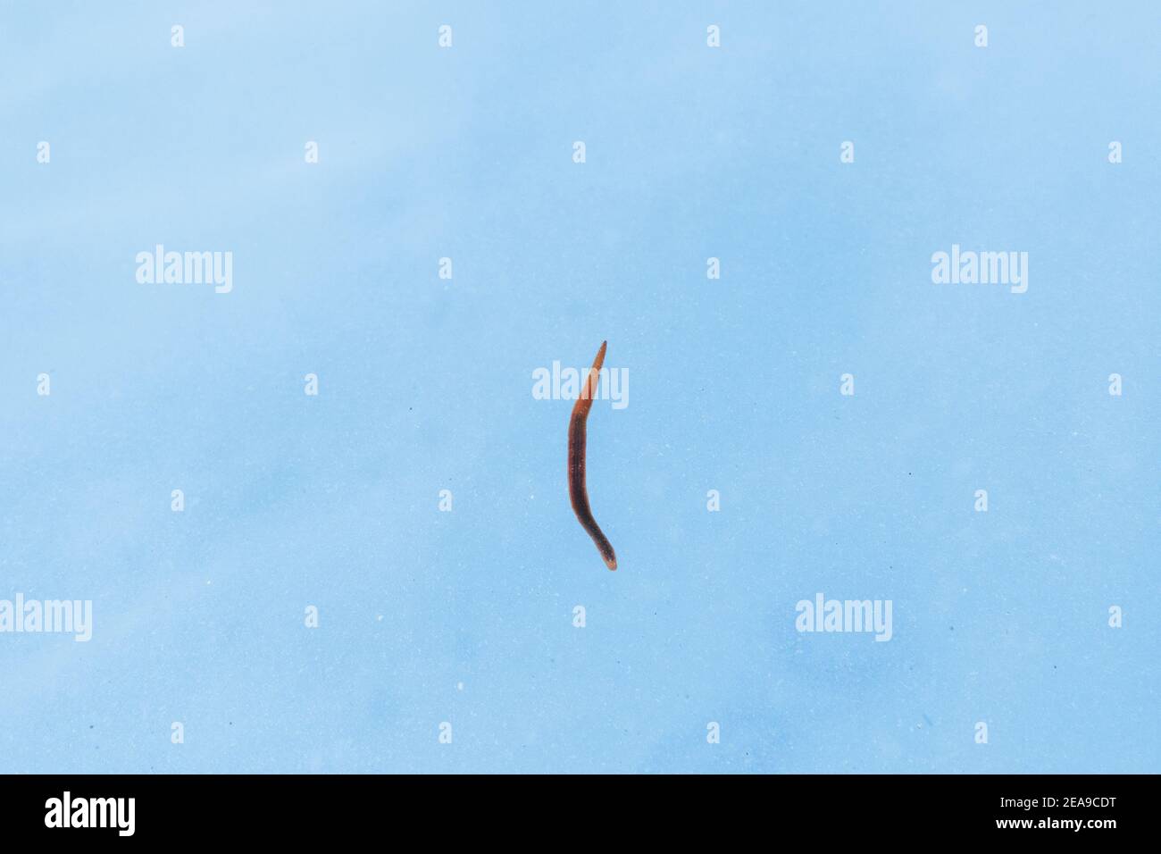 Annelid or tapeworm leech swims in the blue water of the lake