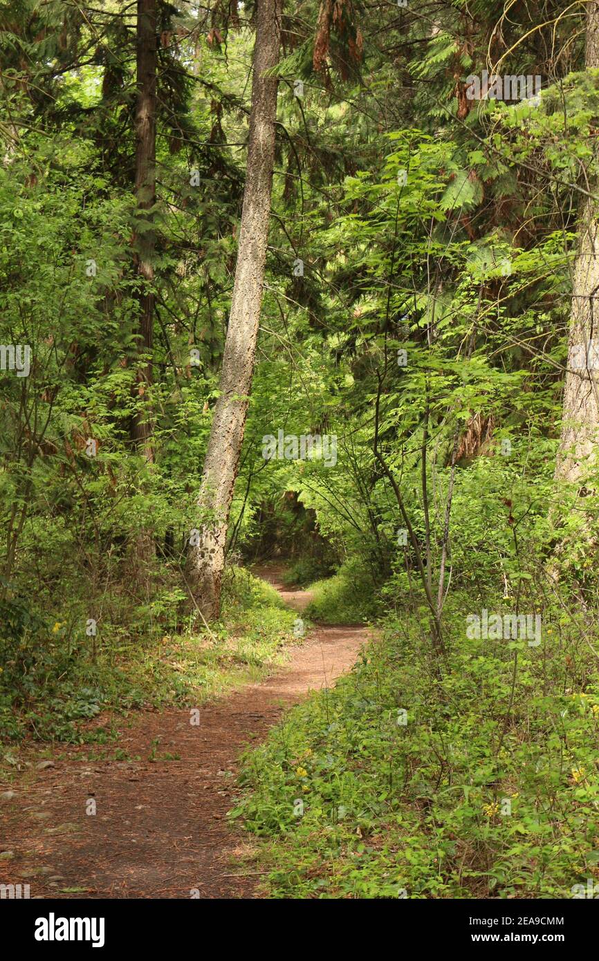 Forest walking path hi-res stock photography and images - Alamy